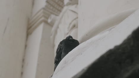 Slow-motion-footage-of-a-pigeon-sleeping-on-the-edge-outside-of-a-church-in-Antigua,-Guatemala