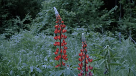 Hot-Scythe-Blade-Touching-And-Burning-Lupine-Flowers-In-The-Field