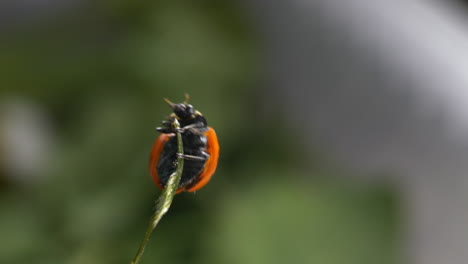 Macro-of-Ladybug-or-ladybird-beetle-climbs-a-blade-of-green-grass-and-flies-away