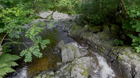 Slow-moving-woodland-stream-with-ferns,-trees-on-the-riverbank-and-water-flowing-over-the-rocks