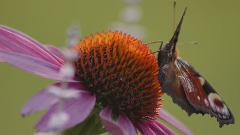 Macro-Shot-Of-European-peacock-Butterfly-with-open-wings-eating-Nectar-On-A-orange-Coneflower