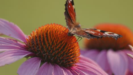 Macro-Shot-Of-European-peacock-Butterfly-with-open-wings-Sucking-Nectar-On-A-orange-Coneflower-1