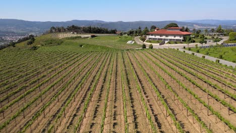 Day-time-in-a-Wine-valley-in-North-of-Portugal