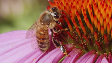 Extreme-Nahaufnahme-Einer-Wilden-Biene,-Die-Eine-Blume-Bestäubt-Und-Nektar-Isst-2