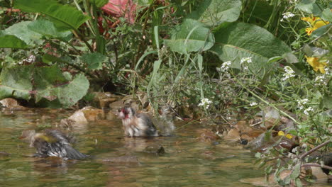 European-goldfinch-adult-and-juvenile-bathing-in-stream-on-a-hot-summer-day