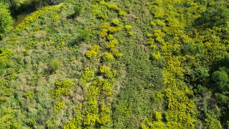 Drone-shot-flying-over-beautiful-forest-and-meadows-in-Canadian-nature