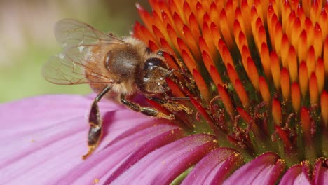 Extreme-Nahaufnahme-Einer-Wilden-Biene,-Die-Eine-Blume-Bestäubt-Und-Nektar-Isst-1