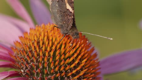 Una-Pequeña-Mariposa-De-Carey-Se-Alimenta-De-Echinacea-Purpurea-3