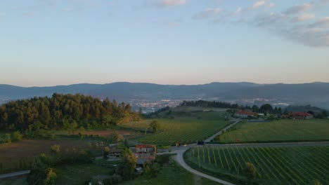 Sonnenuntergang-In-Einem-Weinberg-Im-Norden-Portugals