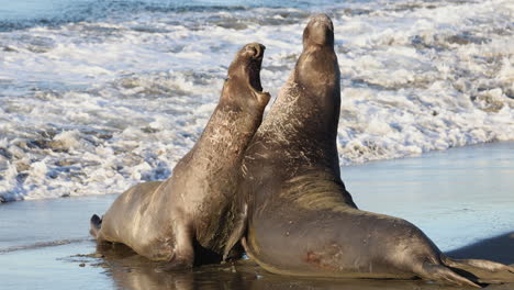 Elephant-seals-fighting-along-the-waters-edge-on-the-coast-of-California-in-the-United-States-of-America