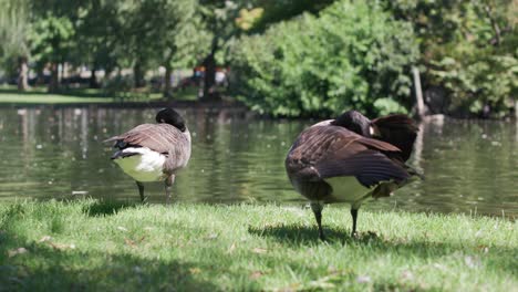 Ducks-by-a-pond-in-Boston-Public-Garden-2