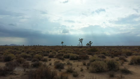 Vuelo-A-Baja-Altura-Entre-árboles-De-Joshua-En-La-Cuenca-Del-Desierto-De-Mojave