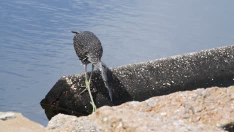 Juvenile-Yellow-Crowned-Night-Heron-tries-to-balance-on-rocks-to-attempt-to-catch-fish
