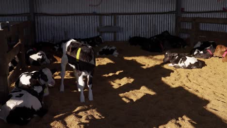 Group-of-baby-calves-in-sawdust-floor-barn-with-morning-sunlight