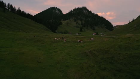Eine-Kuhherde-Auf-Den-Traditionellen-Graswiesen-In-Den-Romantischen-Und-Idyllischen-Bayerischen-Wendelsteinalpen-Bei-Sonnenuntergang-Mit-Rotem-Wolkenhimmel-Und-Berggipfeln