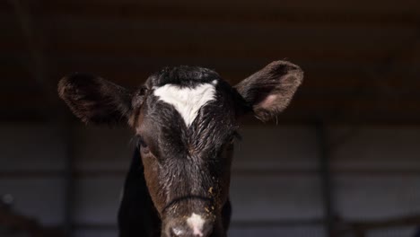 Adorable-black-baby-calf-with-sawdust-on-nose-looking-at-camera,-close-up