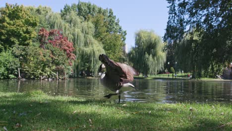 Duck-flapping-wings-by-a-pond-in-Boston-Public-Garden