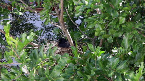 Eine-Australische-Elster-Sitzt-Auf-Ihren-Eiern-Und-Schützt-Ihr-Nest-In-Sydney,-Australien