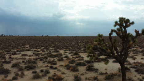 Joshua-tree-forest-in-the-arid-ecosystem-of-the-Mojave-Desert-landscape---pull-back-aerial-reveal