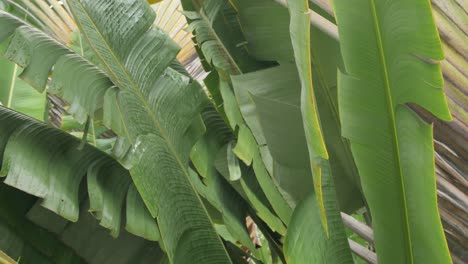 Bananenbaumblattbeschaffenheit-Beim-Regnen-Im-Sommertag