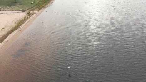 Seagulls-flying-in-a-flock-close-to-the-shore,-seen-from-bird's-eye-view