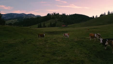 Eine-Kuhherde-Auf-Den-Graswiesen-Im-Romantischen-Und-Idyllischen-Bayerischen-Sudelfeld-Wendelstein-Alpen-Berge-Bei-Sonnenuntergang-Mit-Rotem-Wolkenhimmel-Und-Berggipfeln