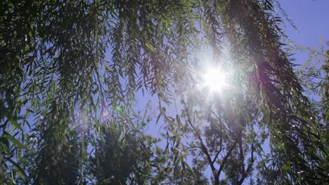 Sun-flares-through-trees-leaves