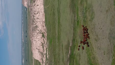 Aerial-flight-over-herd-of-Hereford-cattle-in-vertical-format-in-prairie-lands