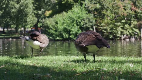Ducks-by-a-pond-in-Boston-Public-Garden-1