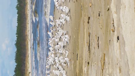 Terns-and-seagulls-grouped-together-on-a-Florida-beach-in-vertical-format