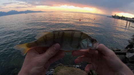A-fisherman-holds-in-his-hands-a-perch,-fish-from-the-Geneva-lake,-captured-on-the-shore-during-a-sunset,-GoPro-POV-view