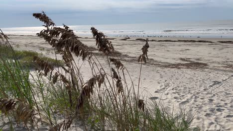 Pampas-Grass-at-Beach-in-Kiawah-Island-South-Carolina