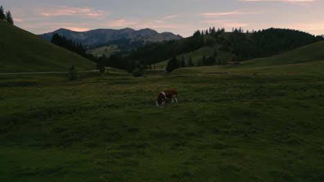 Traditional,-romantic-and-idyllic-grass-meadows-with-a-herd-of-cows-in-the-Bavarian-Wendelstein-alps-mountains-by-sunset-with-red-cloud-sky-and-mountain-peaks