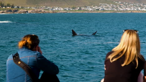 Whale-on-its-back-with-flippers-out-of-water---framed-between-two-tourists