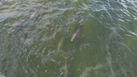 Delfines-Nariz-De-Botella-Nadando-En-La-Costa-De-Florida-En-Fort-Myers,-América