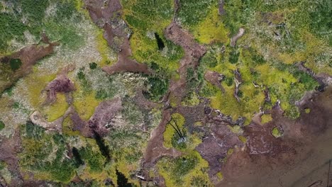 Aerial-of-South-Mineral-Creek-marshlands-in-Colorado-in-vertical-format