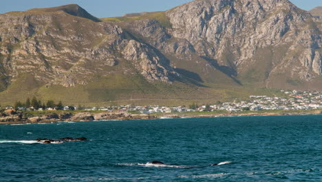 Southern-Right-whales-close-to-coastline-in-Hermanus