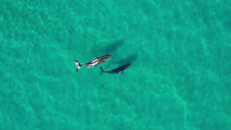 Zwei-Buckelwale,-Eine-Mutter-Und-Ihr-Kalb-Spielen-Im-Seichten,-Kristallklaren-Wasser-Vor-Byron-Bay-In-Australien