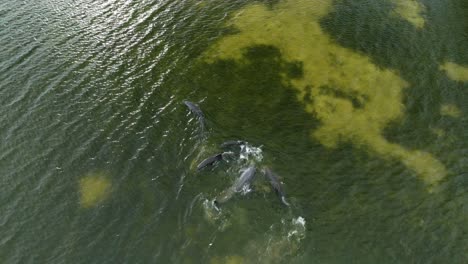 Delfines-Nariz-De-Botella-Chapoteando-Y-Nadando-En-El-Mar-Frente-A-La-Costa-De-Florida