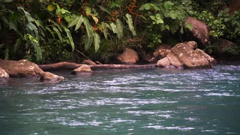 Turquoise-coloured-river-rio-celeste-costa-rica-flows-slowly-through-a-verdant-rainforest
