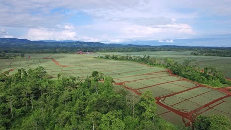 Ananasfelder-In-Costa-Rica.-Antenne-Nach-Vorne-Panoramablick