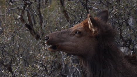 A-young-elk-eating-leaves-in-the-Grand-Canyon-National-Park