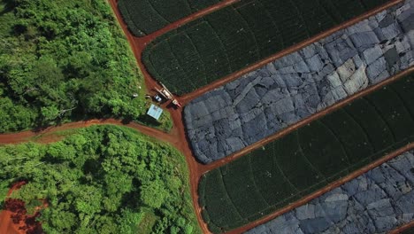 Aerial-top-down-ascending-over-Coast-Rica-pineapple-fields