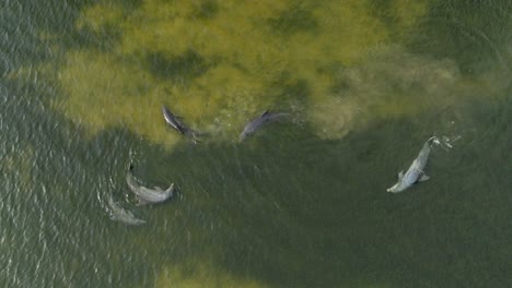 Drone-shot-dolphins-swimming-and-playing-in-natural-habitat-ocean-water
