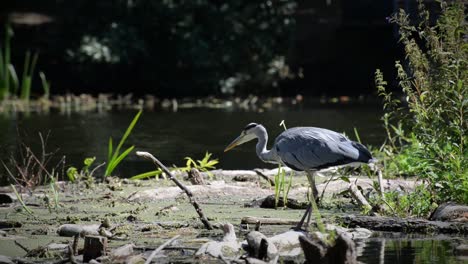 Static-Shot-Of-A-Grey-Heron-Standing-At-The-Side-Of-A-River