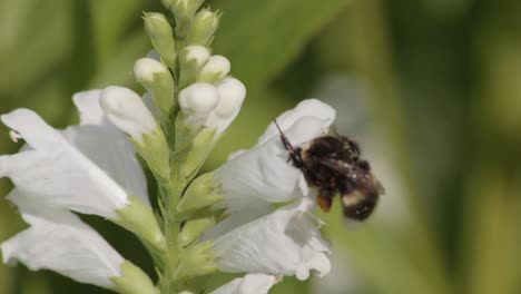Super-close-up-of-Bumblebee-dipped-in-white-flower-showing-back-and-then-flying-away