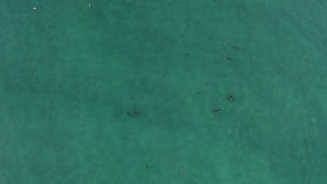 Delfines-Nariz-De-Botella-Nadando-En-El-Agua-Azul-Del-Océano-Pacífico-De-México,-Antena