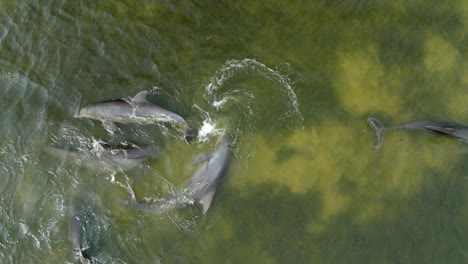 Drone-shot-bottlenose-dolphins-swimming-and-playing-on-coast-of-America