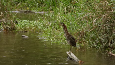 Green-Heron-in-Calm-Lake-on-the-Lookout-Fills-hes-Chest-and-Shake-the-Wings-Before-Fly-Away