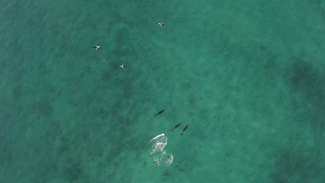 Pod-of-Bottlenose-Dolphins-Playing-in-Tropical-Exotic-Blue-Ocean-Water-of-Mexico,-Aerial-Drone-View